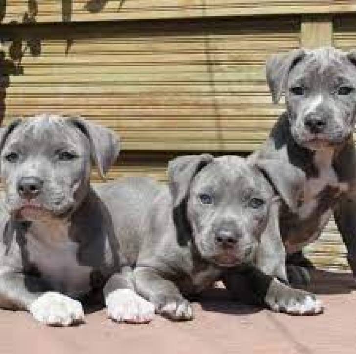 hht Regalo cachorros pitbull whatsapp (+34 672973606)