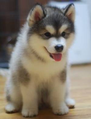 ALASKA MALAMUTE EN ADOPCION(WASAP+34632737642)o