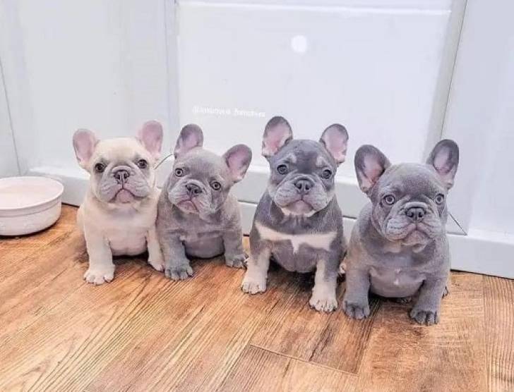 Cachorros. Bulldog Francés