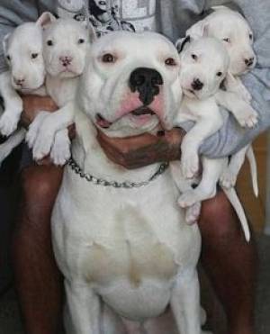 DOGO ARGENTINO EN ADOPCION(WASAP+34632737642)zz