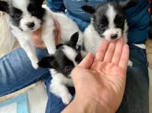 PAPILLON CACHORROS EN ADOPCION(WASAP+34632737642)ll