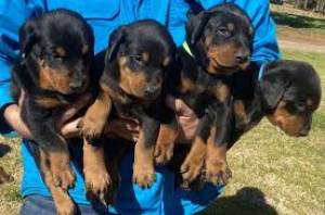 ROTTERMAN CACHORROS EN ADOPCION(WASAP+34632737642)ww