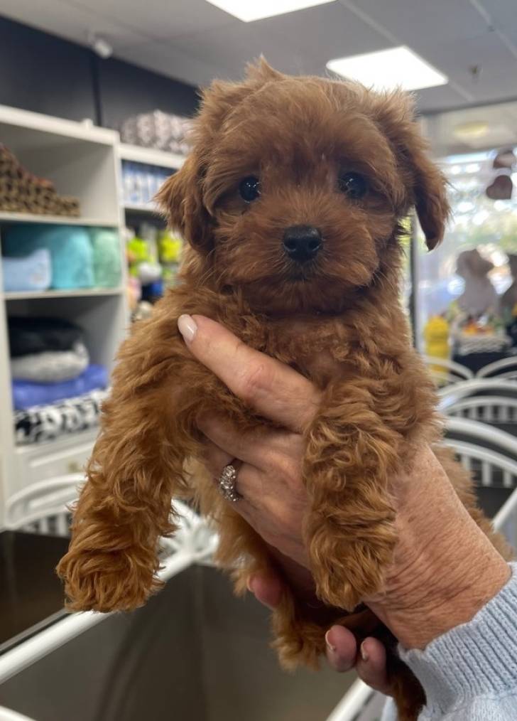 MORKIE-POO CACHORROS EN ADOPCION(WASAP+34632737642)j