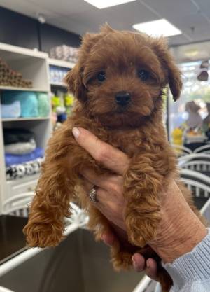 MORKIE-POO CACHORROS EN ADOPCION(WASAP+34632737642)jj