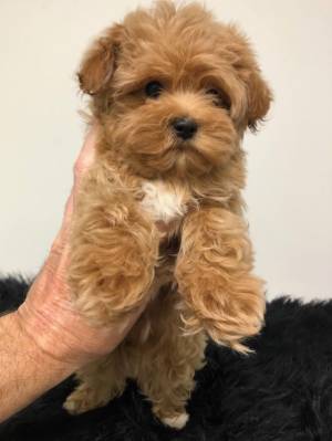 YORKTESE CACHORROS EN ADOPCION(WASAP+34632737642)gg