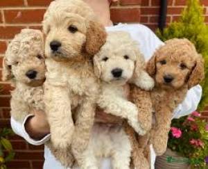 GOLDENDOODLES EN ADOPCION(WASAP+34632737642)ee