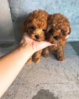 POOGLE CACHORROS EN ADOPCION(WASAP+34632737642)ll