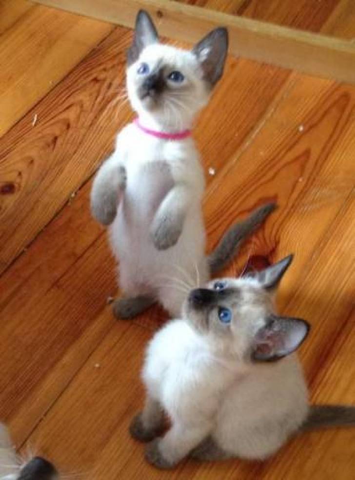 h/REGALO❤️❤️ GATITOS SIAMESE whatsApp(+34672973606