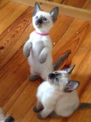 e./ REGALO❤️❤️ GATITOS SIAMESE whatsApp(+34672973606
