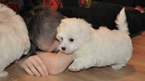 REGAL.O BICHOlN MALTES CACHORROS TOY