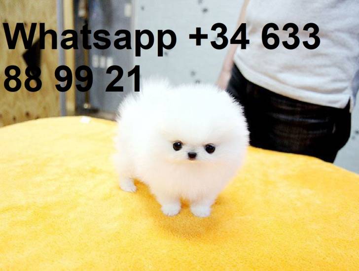 FF REGALO CACHORROS DE LULU POMERANIA MINI TOY