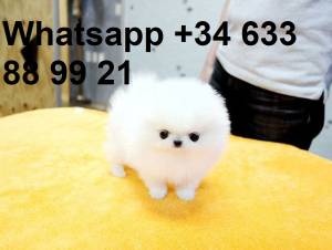 BB REGALO CACHORROS DE LULU POMERANIA MINI TOY