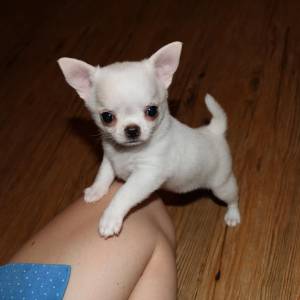 Q REGALO CACHORROS DE CHIHUAHUA DE MINI TOY