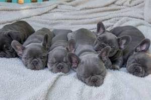 REGALO LINDO BULLDOG FRAN.CES. CACHORROS BLUE