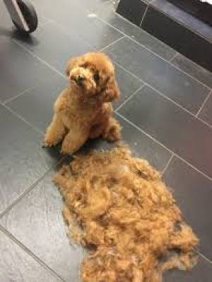 REGALO HERMOSO CAN.ICHE PEQUENO TOY