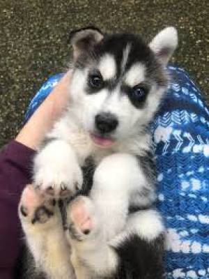 REGALO CAMADA HUSKY SIBERIANO CACHORROS´