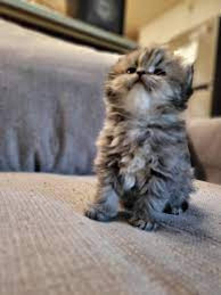 gu Regalo gatitos Persa .......whatsApp (+34 672973606)