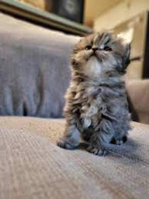 o´;Regalo gatitos Persa .......whatsApp (+34 672973606)