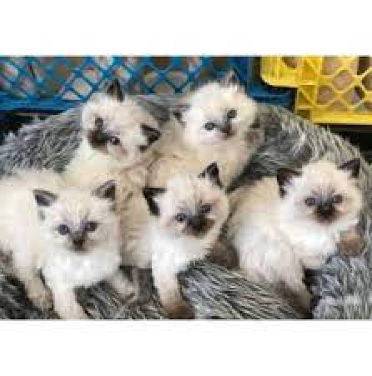q whatsApp(+34 672973606) RAGDOLL GATITOS PARA ADOPCION