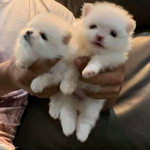Regalo puros pomerania mini toy89