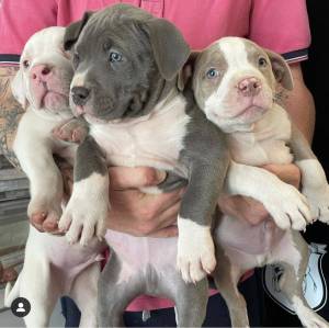 REGALO LINDO AMERICAN BULLY BLUE POCKET10