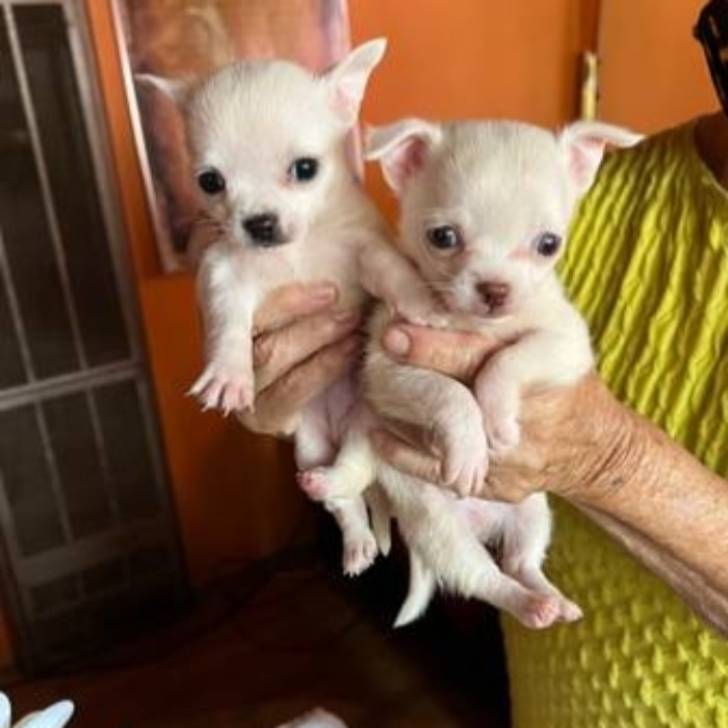 REGALO CHIHUAHUA TOY CACHORROSF