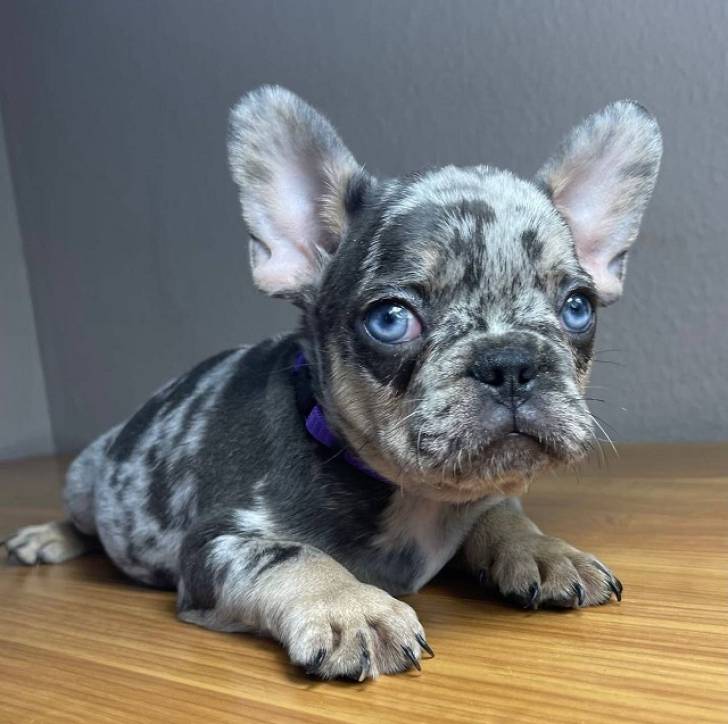 Lindo y Precioso Bulldog Francés,