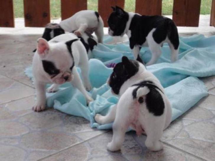 th Regalo bulldog frances ❤️  whatsApp(+34672973606)