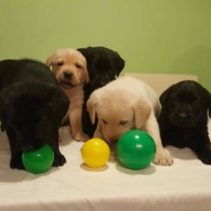 REGALO HERMOSOS LABRADOR RETRIEVER9