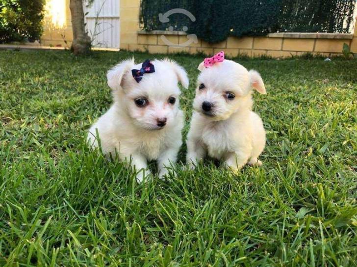 REGALO BICHON MALTES CACHORROS TOYKJ