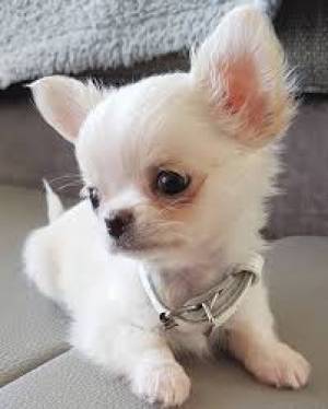 REGALO CHIHUAHUA TOY CAC.HORROS