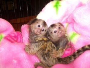 monos titimacho. y hembra de 13 semanas 602321324