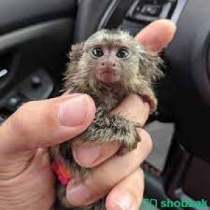 Monos titi macho y hembra de 13 semanas (602321324)
