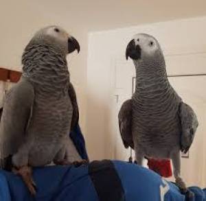 REGALO LINDO LOROS YACOS PAPILLIEROS COLA ROJA=