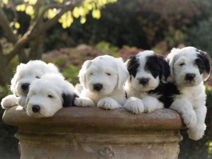 old English sheepdog cachorros (wasap+34632737642)j