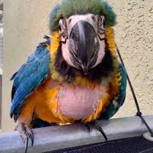 REGALO LORO.S GUACAMAYOS MUY LINDOS