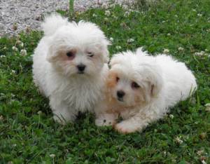 Regalo Dos cachorros malteses disponibles