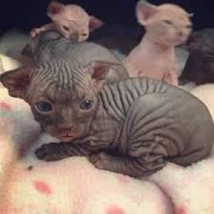 REGALO PRECIOSA .GATITOS BENGALA(BENGALI)