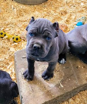 CACHORROS CANE CORSO EN ADOPCION(WASAP+34632737642)q