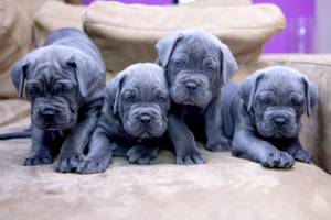 CACHORROS CANE CORSO EN ADOPCION(WASAP+34632737642)cc