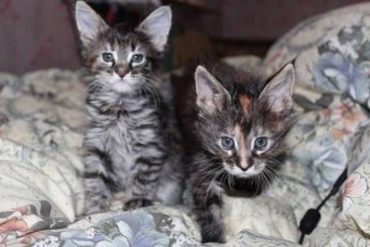 Regalo hermoso Gatitos Maine Coon 11