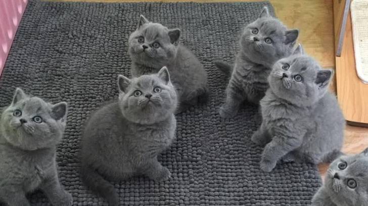 Regalo Gatitos Britanico pelo corto 13