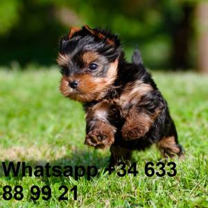 G REGALO CACHORROS DE YORKSHIRE TERRIER MINI TOY