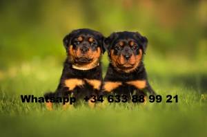 H Regalo Cachorros De Rottweiler hembra y macho