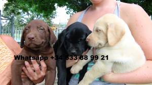 GG CACHORROS DE MACHOS Y HEMBRAS LABRADOR RETRIEVER