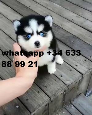 RR camada de cachorros Husky Siberiano hembra y mac