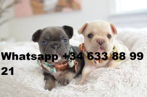 A REGALO LINDO BULLDOG FRANCES CACHORROS BLUE