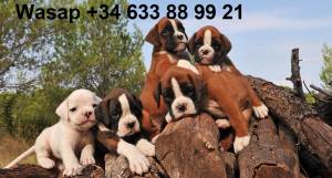 II  Regalo camada de cachorros BOXER hembra y macho