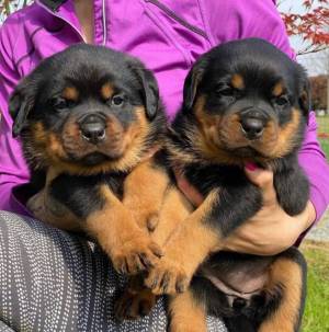 REGALO PRECIOSA ROTTWEILERS 0
