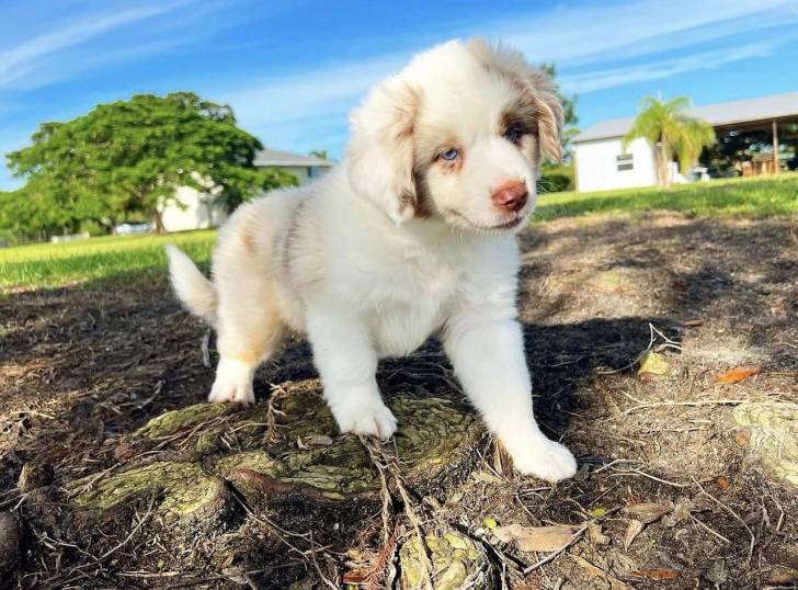 Adorables cachorros de pastora `australiano